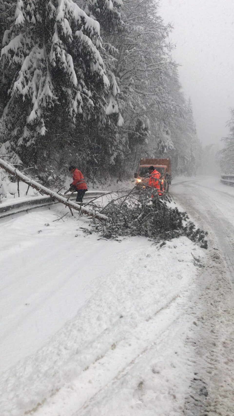 Traficul pe DN 17B în zona Călinești - Chiril a fost blocat timp de o oră după ce un copac a căzut peste o linie electrică