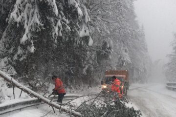 Traficul pe DN 17B în zona Călinești - Chiril a fost blocat timp de o oră după ce un copac a căzut peste o linie electrică