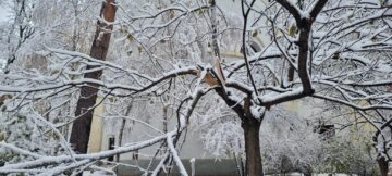 Arbori rupți, crengi căzute și mașini avariate, din cauza greutății zăpezii