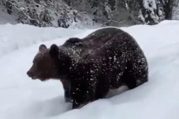 Imagini spectaculoase cu două exemplare de urs la Ocolul Silvic Broșteni