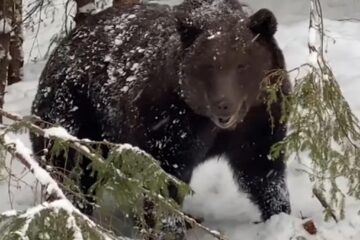 Imagini spectaculoase cu două exemplare de urs la Ocolul Silvic Broșteni