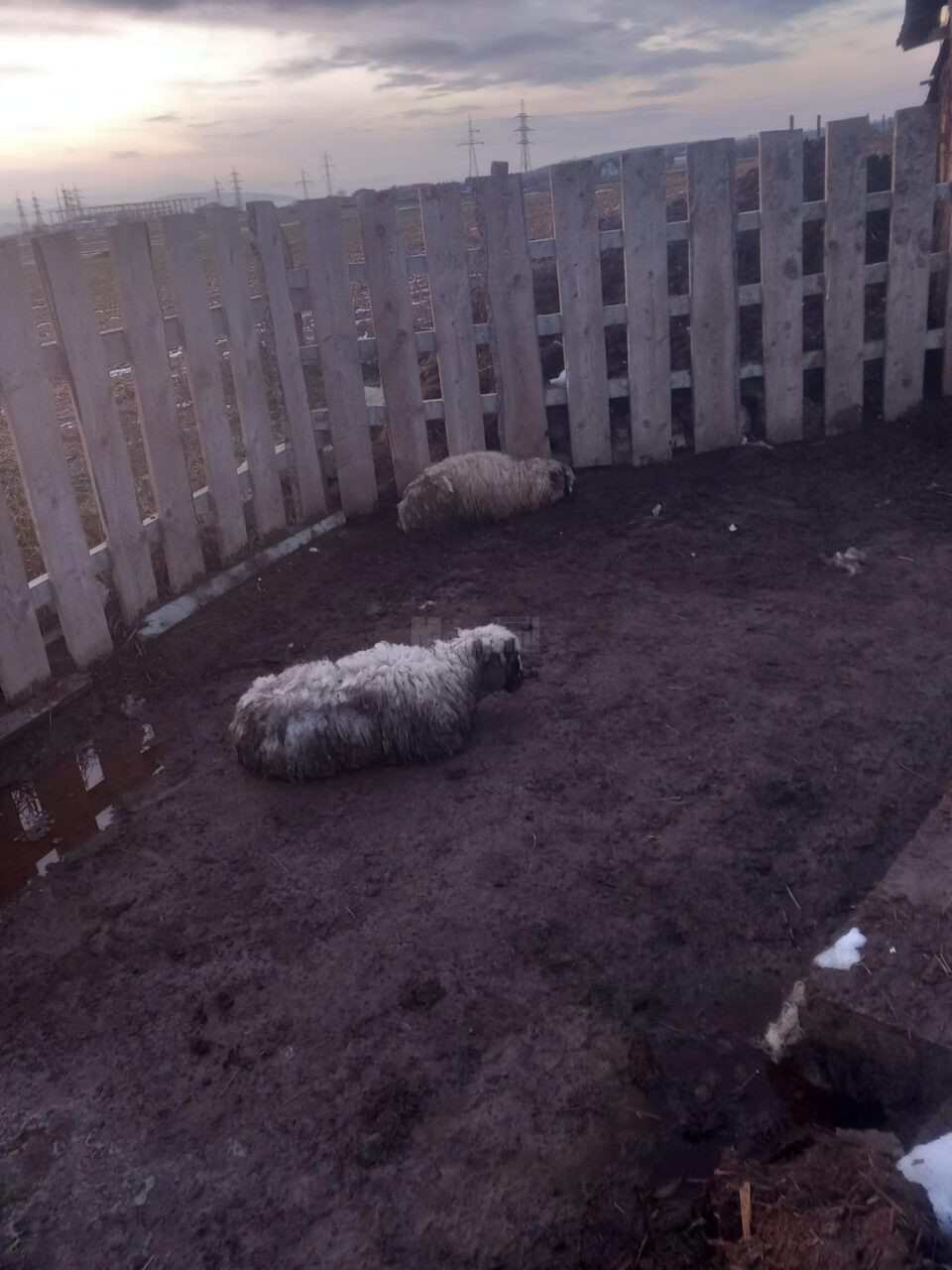 Câini hoinari din jurul cimitirului din Burdujeni au făcut prăpăd în țarcul unui crescători de oi