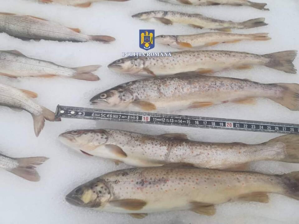 Peștii braconați din râul Moldova
