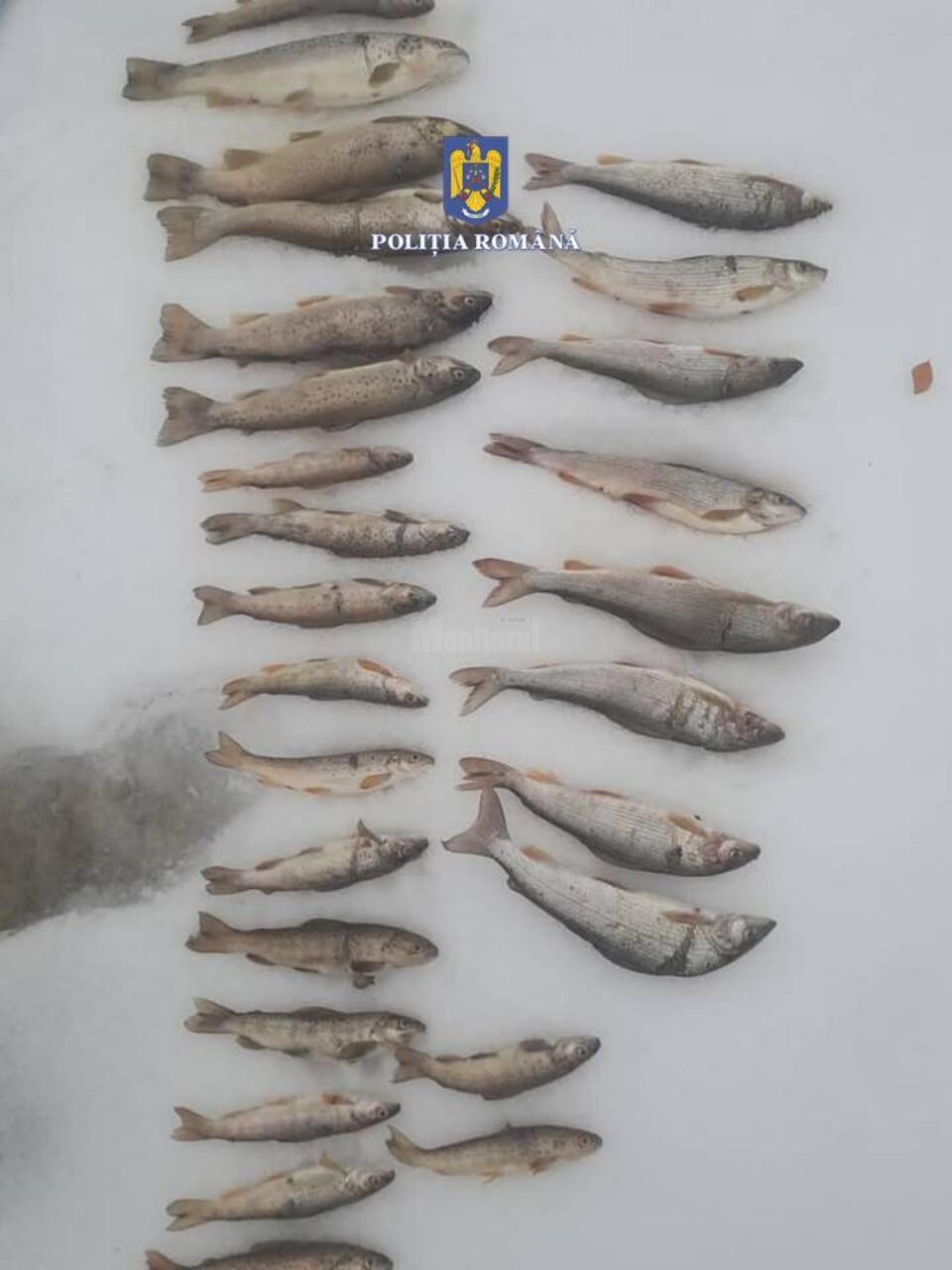 Peștii braconați din râul Moldova