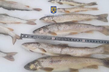 Pești braconați