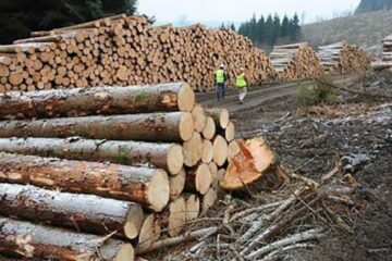 Jonglerii cu material lemnos în valoare de peste 400.000 de euro