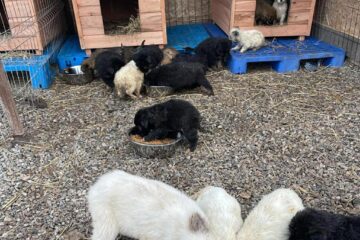 Iubitorii de animale sunt așteptați la adopții