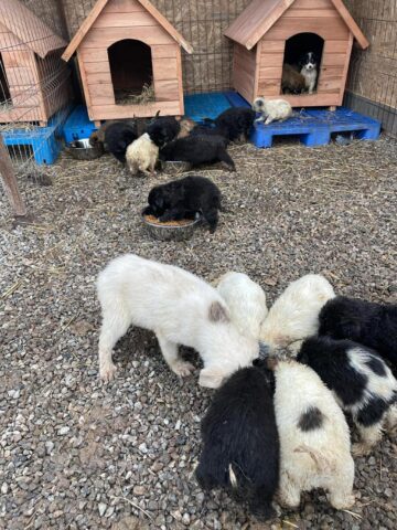 Iubitorii de animale sunt așteptați la adopții