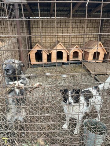 Iubitorii de animale sunt așteptați la adopții