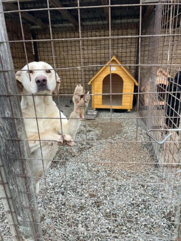 Iubitorii de animale sunt așteptați la adopții