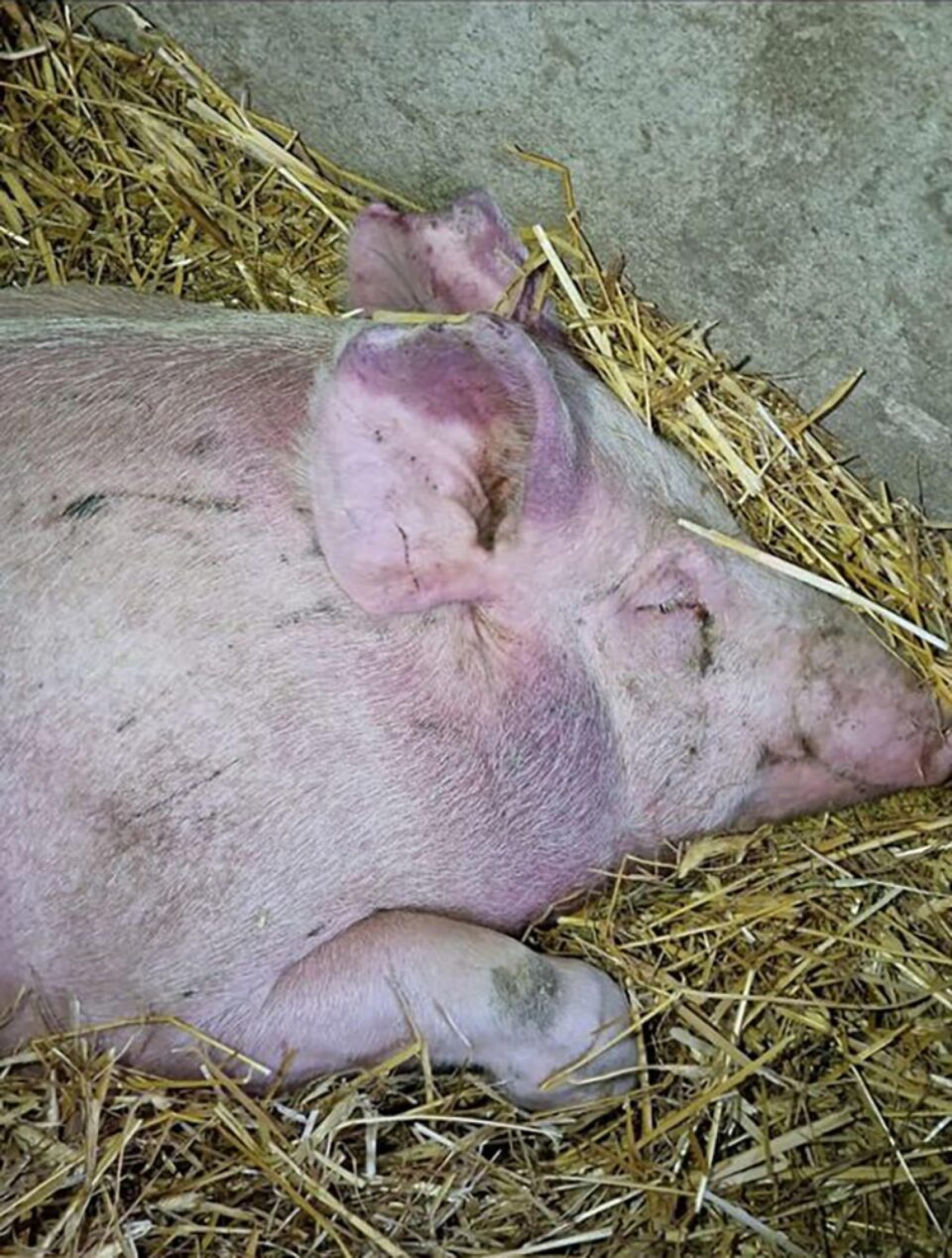 Apel către suceveni să fie atenți la câteva detalii importante dacă își vor cumpăra porci înainte de Crăciun Apel către suceveni să fie atenți la câteva detalii importante dacă își vor cumpăra porci înainte de Crăciun