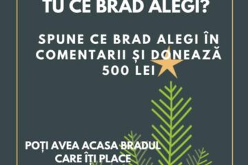 Expoziție de brazi de Crăciun, la Fălticeni. În schimbul unei donații de 500 de lei poți primi un brad împodobit, după data de 20 decembrie