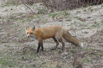 Veterinarii încep să împrăștie momeli vaccinale împotriva turbării pentru aproape 3.000 de vulpi pe malul Siretului și în zona de frontieră