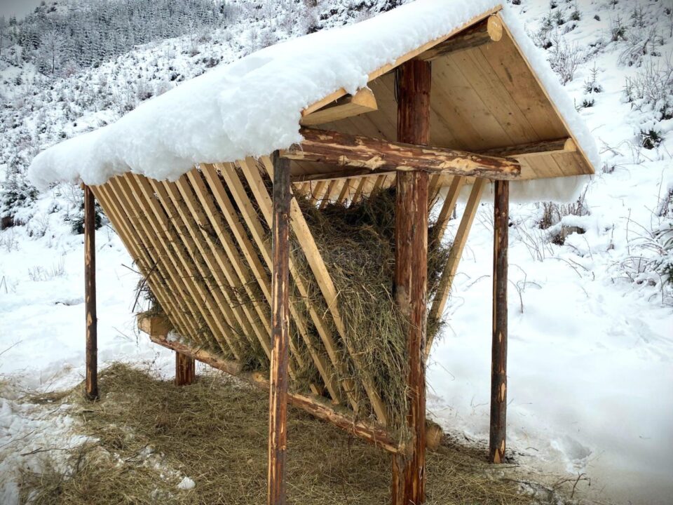 Hrănitoare pentru animalele pădurii, amenajate de silvicultorii suceveni