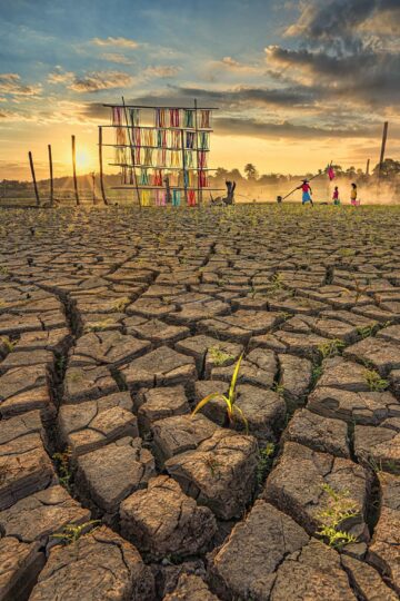 ICS HM B1, Drying cotton - Myanmar - Aung Pyii Zone
