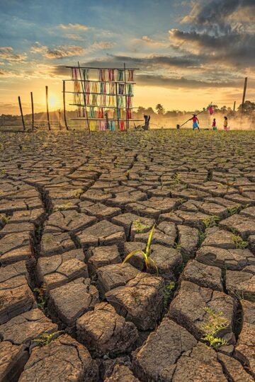 ICS HM B1, Drying cotton - Myanmar - Aung Pyii Zone