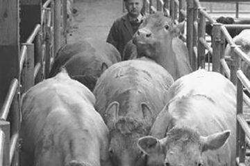 „Bază de preluare a animalelor”