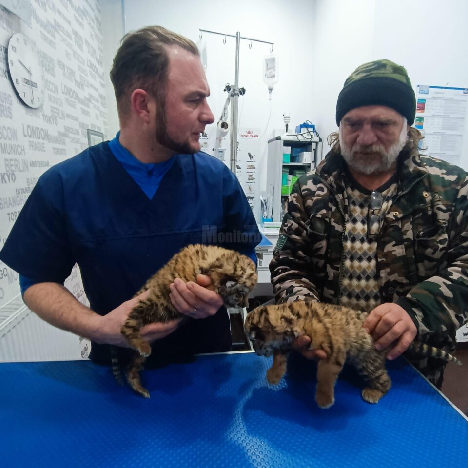Cei doi pui de tigru siberian s-au născut în captivitate