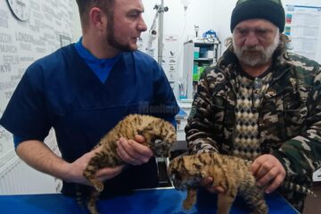 Cei doi pui de tigru siberian s-au născut în captivitate