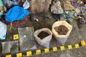 Plantele de canabis ridicate la percheziții