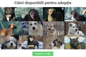 Câini disponibili pentru adopție