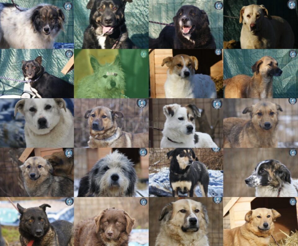 Catalog online al câinilor disponibili pentru adopție la Adăpostul Public Suceava