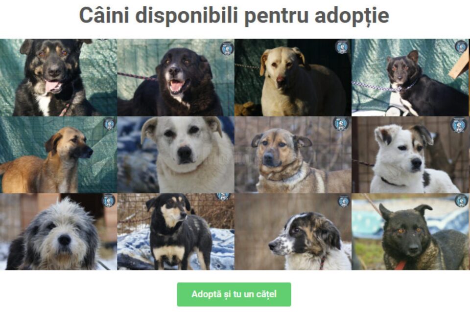 Câini disponibili pentru adopție