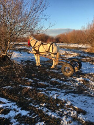 Bărbatul care a sunat la poliție a precizat că pe malul apei se află un cal și o parte dintr-o căruță