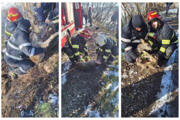 Pui de căprioară, salvat de pompieri din apele iazului Șomuz
