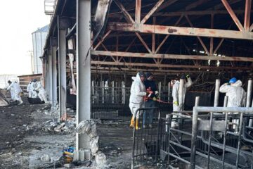 A început dezafectarea halei și ridicarea și îngroparea porcilor, în condiții de bio-securitate