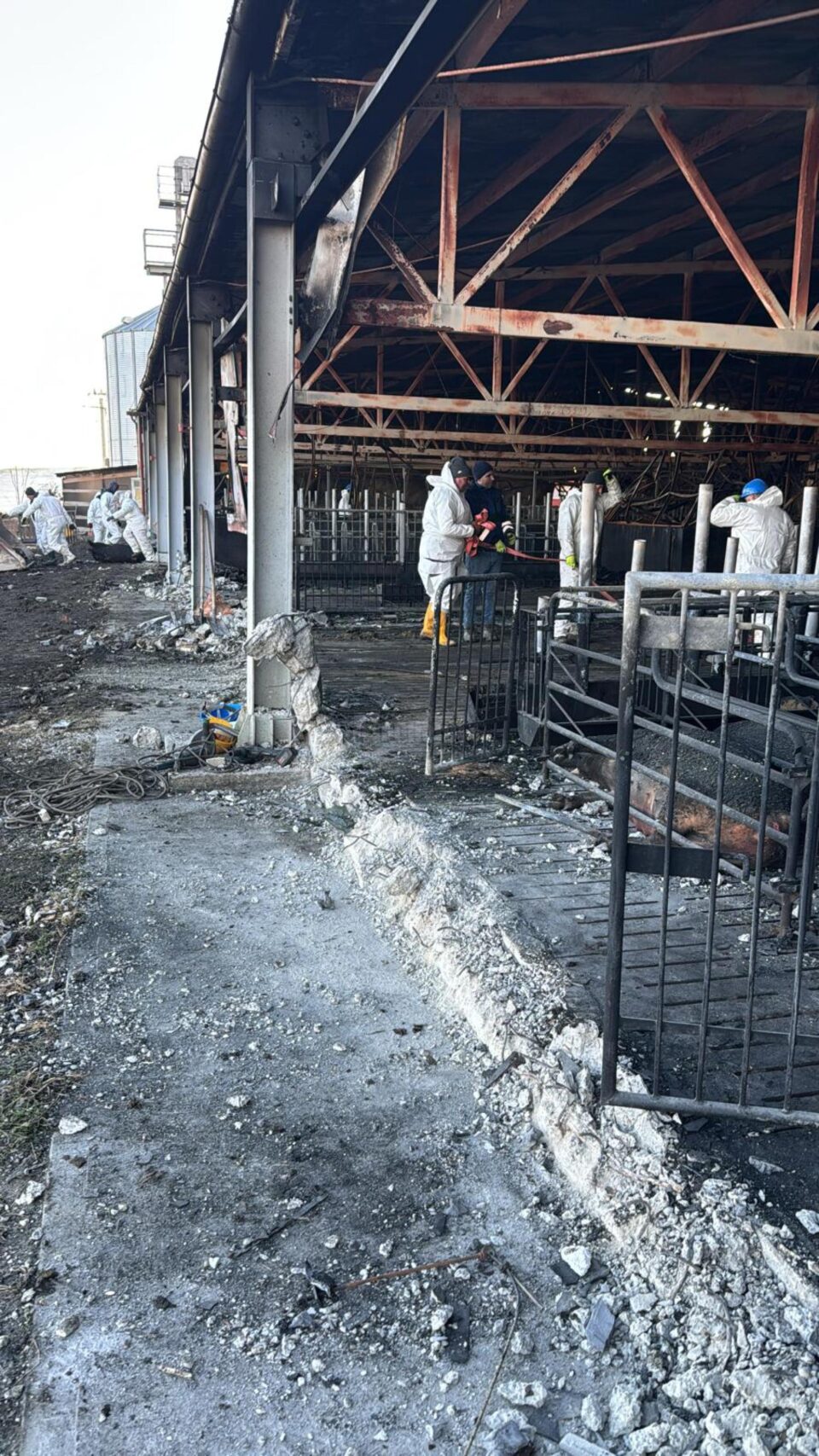 A început dezafectarea halei și ridicarea și îngroparea porcilor, în condiții de bio-securitate