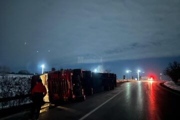 O mașină care transporta vaci și cai s-a răsturnat pe E 85