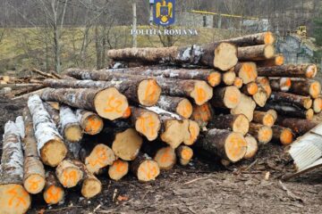 Aproape 100 mc lemn confiscat, după un control amănunțit la un gater FOTOGRAFIE GENERICĂ