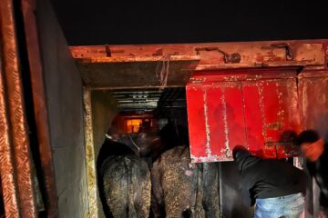 Vaci și cai rămași captivi sub o remorcă răsturnată la marginea E 85