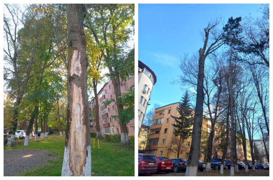 Primarul Rîmbu explică din nou când și de ce se taie copaci în municipiul Suceava