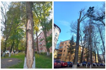 Primarul Rîmbu explică din nou când și de ce se taie copaci în municipiul Suceava
