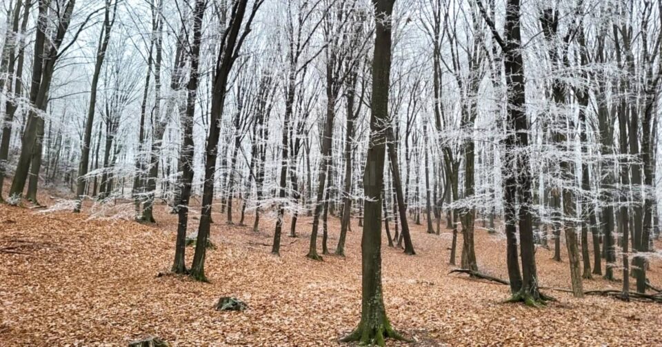 Superb peisaj hibernal cu arborete de carpen, la Ocolul Silvic Dolhasca