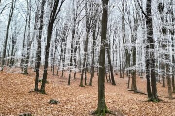 Superb peisaj hibernal cu arborete de carpen, la Ocolul Silvic Dolhasca