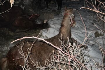 Amenzi pentru cai transportați ilegal în cazul mașinii cu animale care s-a răsturnat pe E 85