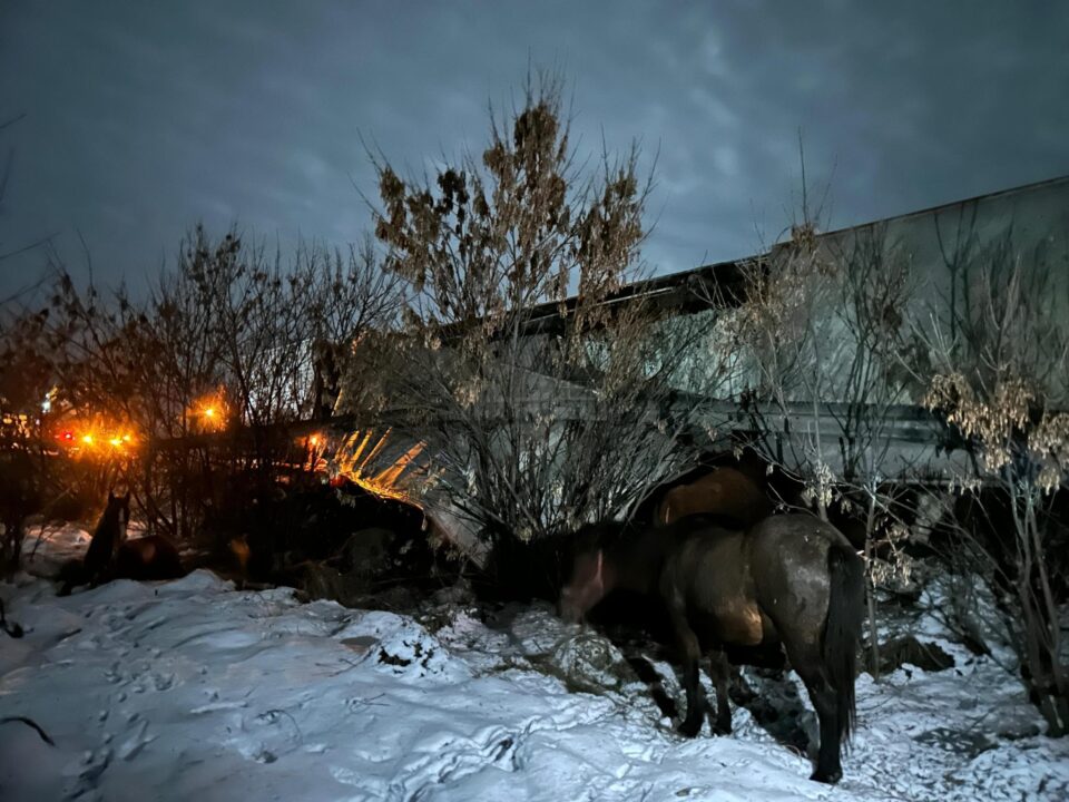 Amenzi pentru cai transportați ilegal în cazul mașinii cu animale care s-a răsturnat pe E 85