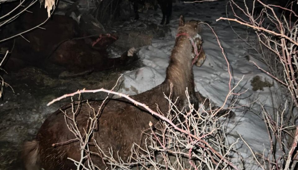 Amenzi pentru cai transportați ilegal în cazul mașinii cu animale care s-a răsturnat pe E 85 Amenzi pentru cai transportați ilegal în cazul mașinii cu animale care s-a răsturnat pe E 85