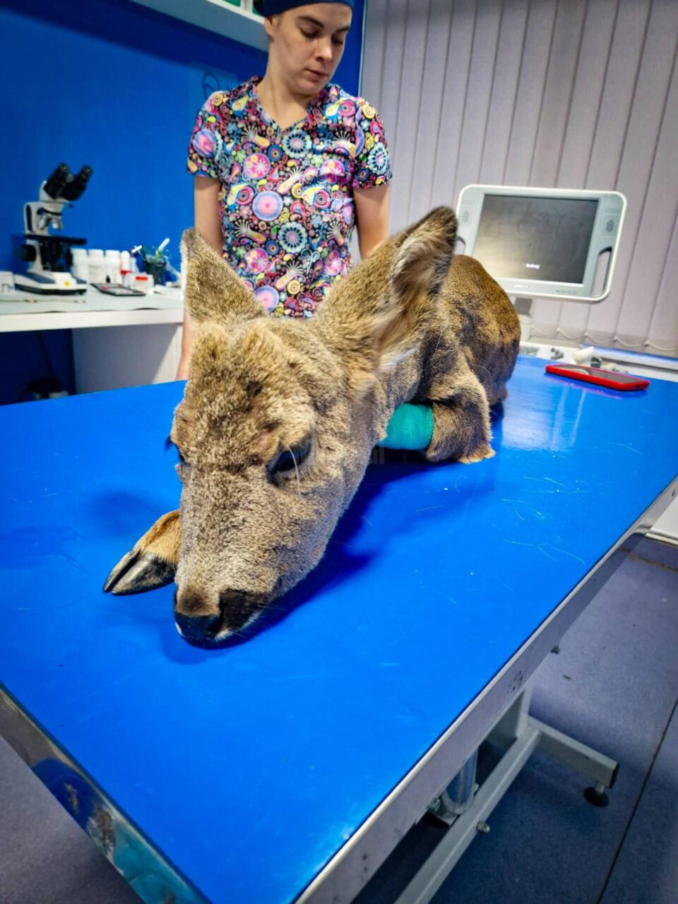 O căprioară care avea dificultăți de respirație a devenit pacientul unei clinici veterinare din municipiul Suceava