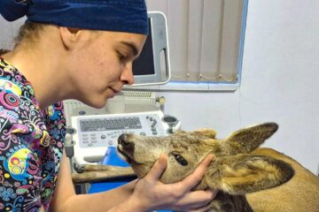 O căprioară care avea dificultăți de respirație a devenit pacientul unei clinici veterinare din municipiul Suceava
