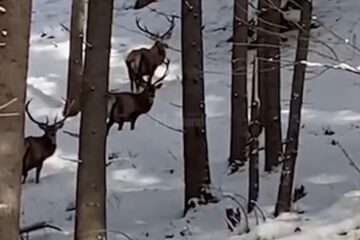 Cârd de cerbi, prin zăpadă, surprins într-o filmare la Ocolul Silvic Broșteni