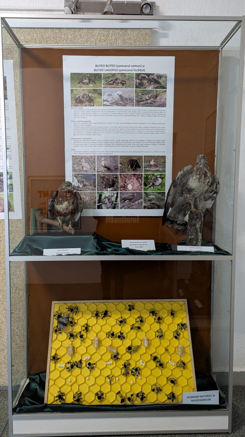 Expoziție temporară specială „Devoratorii de cașcaval!”