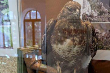 Expoziție temporară specială „Devoratorii de cașcaval!”