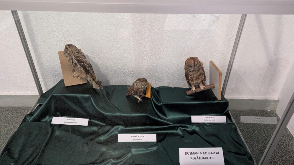 Expoziție temporară specială „Devoratorii de cașcaval!”