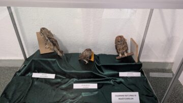 Expoziție temporară specială „Devoratorii de cașcaval”