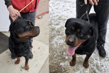 Doi rottweileri, câini de pază, foarte puternici, găsiți pe străzile Sucevei