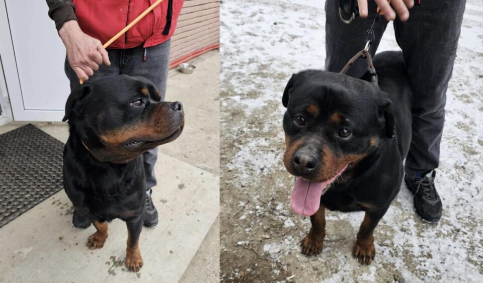 Doi rottweileri, câini de pază, foarte puternici, găsiți pe străzile Sucevei